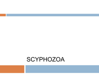 SCYPHOZOA
 