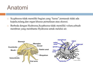 Anatomi
 Scyphozoa tidak memiliki bagian yang “keras”,termasuk tidak ada
kepala,tulang,dan organ khusus pernafasan atau eksresi.
 Berbeda dengan Hydrozoa,Scyphozoa tidak memiliki velum,sebuah
membran yang membantu Hydrozoa untuk melalui air.
 