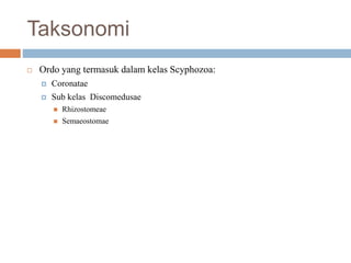 Taksonomi
 Ordo yang termasuk dalam kelas Scyphozoa:
 Coronatae
 Sub kelas Discomedusae
 Rhizostomeae
 Semaeostomae
 