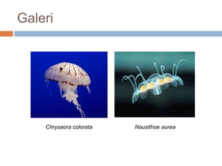 Galeri
Chrysaora colorata Nausithoe aurea
 