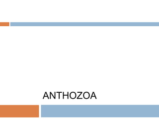 ANTHOZOA
 