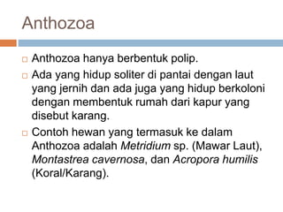 Anthozoa
 Anthozoa hanya berbentuk polip.
 Ada yang hidup soliter di pantai dengan laut
yang jernih dan ada juga yang hidup berkoloni
dengan membentuk rumah dari kapur yang
disebut karang.
 Contoh hewan yang termasuk ke dalam
Anthozoa adalah Metridium sp. (Mawar Laut),
Montastrea cavernosa, dan Acropora humilis
(Koral/Karang).
 