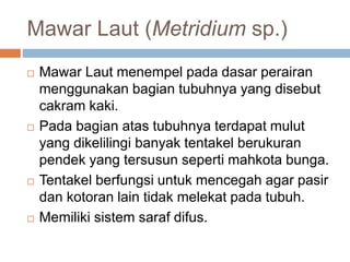 Mawar Laut (Metridium sp.)
 Mawar Laut menempel pada dasar perairan
menggunakan bagian tubuhnya yang disebut
cakram kaki.
 Pada bagian atas tubuhnya terdapat mulut
yang dikelilingi banyak tentakel berukuran
pendek yang tersusun seperti mahkota bunga.
 Tentakel berfungsi untuk mencegah agar pasir
dan kotoran lain tidak melekat pada tubuh.
 Memiliki sistem saraf difus.
 