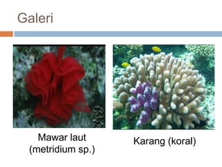 Galeri
Mawar laut
(metridium sp.)
Karang (koral)
 