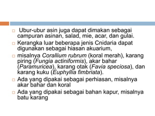  Ubur-ubur asin juga dapat dimakan sebagai
campuran asinan, salad, mie, acar, dan gulai.
 Kerangka luar beberapa jenis Cnidaria dapat
digunakan sebagai hiasan akuarium,
 misalnya Corallium rubrum (koral merah), karang
piring (Fungia actiniformis), akar bahar
(Paramuricea), karang otak (Favia speciosa), dan
karang kuku (Euphyllia fimbriata).
 Ada yang dipakai sebagai perhiasan, misalnya
akar bahar dan koral
 Ada yang dipakai sebagai bahan kapur, misalnya
batu karang
 