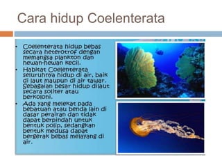Cara hidup Coelenterata
 