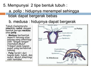5. Mempunyai 2 tipe bentuk tubuh :
a. polip : hidupnya menempel sehingga
tidak dapat bergerak bebas
b. medusa : hidupnya dapat bergerak
bebas
 