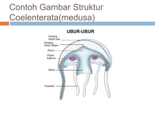 Contoh Gambar Struktur
Coelenterata(medusa)
 