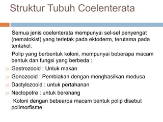 Struktur Tubuh Coelenterata
Semua jenis coelenterata mempunyai sel-sel penyengat
(nematokist) yang terletak pada ektoderm, terutama pada
tentakel.
Polip yang berbentuk koloni, mempunyai beberapa macam
bentuk dan fungsi yang berbeda :
 Gastrozooid : Untuk makan
 Gonozooid : Pembiakan dengan menghasilkan medusa
 Dactylozooid : untuk pertahanan
 Nectopotre : untuk berenang
Koloni dengan bebearpa macam bentuk polip disebut
polimorfisme
 