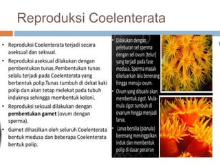 Reproduksi Coelenterata
7
 