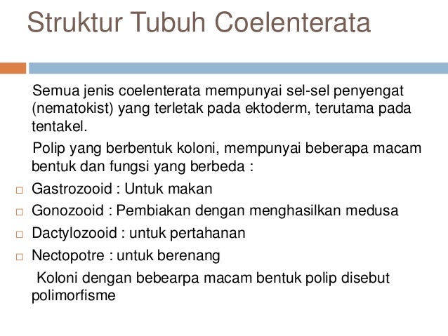 Coelenterata Revisi