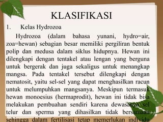 KLASIFIKASI
1. Kelas Hydrozoa
Hydrozoa (dalam bahasa yunani, hydro=air,
zoa=hewan) sebagian besar memiliki pergiliran bentuk
polip dan medusa dalam siklus hidupnya. Hewan ini
dilengkapi dengan tentakel atau lengan yang berguna
untuk bergerak dan juga sekaligus untuk menangkap
mangsa. Pada tentakel tersebut dilengkapi dengan
nematosit, yaitu sel-sel yang dapat menghasilkan racun
untuk melumpuhkan mangsanya. Meskipun termasuk
hewan monoesius (hermaprodit), hewan ini tidak bisa
melakukan pembuahan sendiri karena dewasanya sel
telur dan sperma yang dihasilkan tidak bersamaan
sehingga dalam fertilisasi tetap memerlukan individu
 