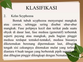 KLASIFIKASI
2. Kelas Scyphozoa
Bentuk tubuh scyphozoa menyerupai mangkuk
atau cawan, sehingga sering disebut ubur-ubur
mangkuk. Fase polipnya kecil dan terikat pada suatu
obyek di dasar laut, fase medusa (generatif) terbentuk
seperti payung atau mangkuk, pada bagian pinggir
medusa terdapat tentakel-tentakel, medusa biasanya
diketemukan berenang dipermukaan laut, dibagian
tengah sisi cekungnya ditemukan mulut yang terletak
diantara 4 buah tangan yang berbentuk pipih seperti pita
dan dibagian pinggir dilengkapi dengan Nematocyst.
 