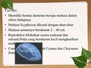 Ciri-ciri:
• Memiliki bentuk dominan berupa medusa dalam
siklus hidupnya.
• Medusa Scyphozoa dikenal dengan ubur-ubur.
• Medusa umumnya berukuran 2 – 40 cm.
• Reproduksi dilakukan secara aseksual dan
seksual.Polip yang berukuran kecil menghasilkan
medusa secara aseksual.
• Contoh Scyphozoa adalah Cyanea dan Chrysaora
fruttescens.
 