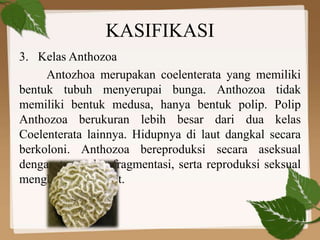 KASIFIKASI
3. Kelas Anthozoa
Antozhoa merupakan coelenterata yang memiliki
bentuk tubuh menyerupai bunga. Anthozoa tidak
memiliki bentuk medusa, hanya bentuk polip. Polip
Anthozoa berukuran lebih besar dari dua kelas
Coelenterata lainnya. Hidupnya di laut dangkal secara
berkoloni. Anthozoa bereproduksi secara aseksual
dengan tunas dan fragmentasi, serta reproduksi seksual
menghasilkan gamet.
 