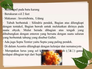 Ciri-ciri:
· Menempel pada batu karang
· Berukuran s/d 2 feet
· Makanan : Invertebrata, Udang
· Tubuh berbentuk : Silindris pendek, Bagian atas dilengkapi
dengan tentakel, Bagian bawah untuk melekatkan dirinya pada
suatu obyek. Mulut berada dibagian atas tengah yang
dihubungkan dengan enteron yang bersatu dengan suatu saluran
yang berbentuk tabung yang disebut Gullet.
· Ada juga Septa Tentier yaitu Septa yang paling pendek.
· Di dalam Acontio dilengkapi dengan kelenjar dan nematocysts
· Merupakan lurus yang sel kelaminnya terpisah (♂&♀) ganad
terdapat dibagian tepi dari Septa tersebut.
 