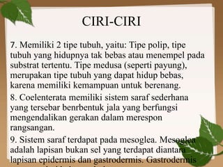 CIRI-CIRI
7. Memiliki 2 tipe tubuh, yaitu: Tipe polip, tipe
tubuh yang hidupnya tak bebas atau menempel pada
substrat tertentu. Tipe medusa (seperti payung),
merupakan tipe tubuh yang dapat hidup bebas,
karena memiliki kemampuan untuk berenang.
8. Coelenterata memiliki sistem saraf sederhana
yang tersebar benrbentuk jala yang berfungsi
mengendalikan gerakan dalam merespon
rangsangan.
9. Sistem saraf terdapat pada mesoglea. Mesoglea
adalah lapisan bukan sel yang terdapat diantara
lapisan epidermis dan gastrodermis. Gastrodermis
 