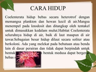 CARA HIDUP
Coelenterata hidup bebas secara heterotrof dengan
memangsa plankton dan hewan kecil di air.Mangsa
menempel pada knodosit dan ditangkap oleh tentakel
untuk dimasukkan kedalam mulut.Habitat Coelenterata
seluruhnya hidup di air, baik di laut maupun di air
tawar.Sebagaian besar hidup dilaut secara soliter atau
berkoloni. Ada yang melekat pada bebatuan atau benda
lain di dasar perairan dan tidak dapat berpindah untuk
bentuk polip, sedangkan bentuk medusa dapat bergerak
bebas melayang di air.
 