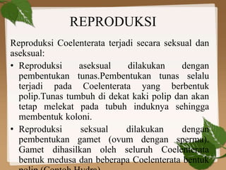 REPRODUKSI
Reproduksi Coelenterata terjadi secara seksual dan
aseksual:
• Reproduksi aseksual dilakukan dengan
pembentukan tunas.Pembentukan tunas selalu
terjadi pada Coelenterata yang berbentuk
polip.Tunas tumbuh di dekat kaki polip dan akan
tetap melekat pada tubuh induknya sehingga
membentuk koloni.
• Reproduksi seksual dilakukan dengan
pembentukan gamet (ovum dengan sperma).
Gamet dihasilkan oleh seluruh Coelenterata
bentuk medusa dan beberapa Coelenterata bentuk
 