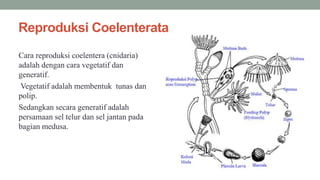 Reproduksi Coelenterata
Cara reproduksi coelentera (cnidaria)
adalah dengan cara vegetatif dan
generatif.
Vegetatif adalah membentuk tunas dan
polip.
Sedangkan secara generatif adalah
persamaan sel telur dan sel jantan pada
bagian medusa.
 