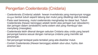 Pengertian Coelenterata (Cnidaria)
• Coelenterata (Cnidaria) adalah hewan invertebrata yang mempunyai rongga
dengan bentuk tubuh seperti tabung dan mulut yang dikelilingi oleh tentakel.
• Pada saat berenang, mulut coelenterata menghadap ke dasar laut. Tubuh
Coelenterata (hewan berongga) adalah terdiri atas jaringan luar (eksoderm)
dan jaringan dalam (endoderm) serta sistem otot yang membujur dan
menyilang (mesoglea).
• Coelenterata lebih dikenal dengan sebutan Cnidaria atau cnida yang berarti
penyengat karena sesuai dengan namanya cnidaria yang memiliki sel
penyengat.
• Sel penyengat terdapat pada tentakel yang ada disekitar mulut.
• Contoh Coelenterata (Hewan berongga) adalah ubur-ubur, hydra, dan
anemon laut
 