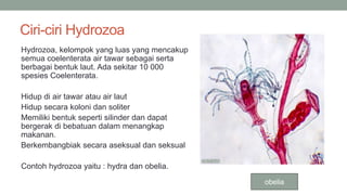 Ciri-ciri Hydrozoa
Hydrozoa, kelompok yang luas yang mencakup
semua coelenterata air tawar sebagai serta
berbagai bentuk laut. Ada sekitar 10 000
spesies Coelenterata.
Hidup di air tawar atau air laut
Hidup secara koloni dan soliter
Memiliki bentuk seperti silinder dan dapat
bergerak di bebatuan dalam menangkap
makanan.
Berkembangbiak secara aseksual dan seksual
Contoh hydrozoa yaitu : hydra dan obelia.
obelia
 