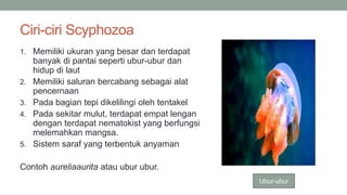 Ciri-ciri Scyphozoa
1. Memiliki ukuran yang besar dan terdapat
banyak di pantai seperti ubur-ubur dan
hidup di laut
2. Memiliki saluran bercabang sebagai alat
pencernaan
3. Pada bagian tepi dikelilingi oleh tentakel
4. Pada sekitar mulut, terdapat empat lengan
dengan terdapat nematokist yang berfungsi
melemahkan mangsa.
5. Sistem saraf yang terbentuk anyaman
Contoh aureliaaurita atau ubur ubur.
Ubur-ubur
 