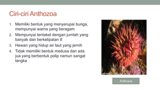 Ciri-ciri Anthozoa
1. Memiliki bentuk yang menyerupai bunga,
mempunyai warna yang beragam
2. Mempunyai tentakel dengan jumlah yang
banyak dan berkelipatan 8
3. Hewan yang hidup air laut yang jernih
4. Tidak memiliki bentuk medusa dan ada
jua yang berbentuk polip namun sangat
langka
Anthozoa
 