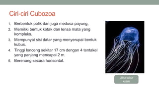 Ciri-ciri Cubozoa
1. Berbentuk polik dan juga medusa payung,
2. Memiliki bentuk kotak dan lensa mata yang
kompleks.
3. Mempunyai sisi datar yang menyerupai bentuk
kubus.
4. Tinggi lonceng sekitar 17 cm dengan 4 tentakel
yang panjang mencapai 2 m.
5. Berenang secara horisontal.
Ubur-ubur
kotak
 