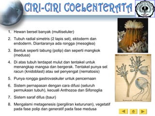 1. Hewan bersel banyak (multiseluler)
2. Tubuh radial simetris (2 lapis sel), ektoderm dan
endoderm. Diantaranya ada rongga (mesoglea)
3. Bentuk seperti tabung (polip) dan seperti mangkok
(medusa)
4. Di atas tubuh terdapat mulut dan tentakel untuk
menangkap mangsa dan bergerak. Tentakel punya sel
racun (knidoblast) atau sel penyengat (nematosis)
5. Punya rongga gastrovaskuler untuk pencernaan
6. Sistem pernapasan dengan cara difusi (seluruh
permukaan tubuh), kecuali Anthozoa dan Sifonoglia
7. Sistem saraf difus (baur)
8. Mengalami metagenesis (pergiliran keturunan), vegetatif
pada fase polip dan generatif pada fase medusa
 