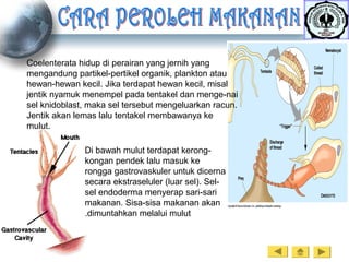 Coelenterata hidup di perairan yang jernih yang
mengandung partikel-pertikel organik, plankton atau
hewan-hewan kecil. Jika terdapat hewan kecil, misal
jentik nyamuk menempel pada tentakel dan menge-nai
sel knidoblast, maka sel tersebut mengeluarkan racun.
Jentik akan lemas lalu tentakel membawanya ke
mulut.
Di bawah mulut terdapat kerong-
kongan pendek lalu masuk ke
rongga gastrovaskuler untuk dicerna
secara ekstraseluler (luar sel). Sel-
sel endoderma menyerap sari-sari
makanan. Sisa-sisa makanan akan
dimuntahkan melalui mulut.
 