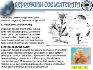 Ada 2 cara perkembangbiakan, yaitu :
aseksual (vegetatif) dan seksual (generatif)
1. ASEKSUAL (VEGETATIF)
Dilakukan dengan membentuk kuncup
pada kaki pada fase polip. Makin lama
makin besar, lalu membentuk tentakel.
Kuncup tumbuh disekitar kaki sampai
besar hingga induknya membuat kuncup
baru. Semakin banyak lalu menjadi koloni
2. SEKSUAL (GENERATIF)
Dilakukan dengan peleburan sel sperma dengan sel ovum (telur)
yang terjadi pada fase medusa. Letak testis di dekat tentakel
sedangkan ovarium dekat kaki. Sperma masak dikeluarkan lalu
berenang hingga menuju ovum. Ovum yang dibuahi akan
membentuk zigot. Mula-mula zigot tumbuh di ovarium hingga
menjadi larva. Larva bersilia (planula) berenang meninggalkan
induk dan membentuk polip di dasar perairan.
 