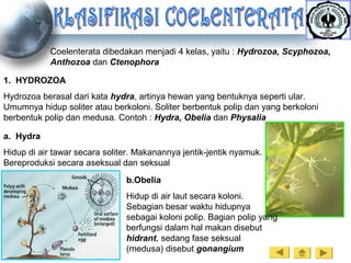 Coelenterata dibedakan menjadi 4 kelas, yaitu : Hydrozoa, Scyphozoa,
Anthozoa dan Ctenophora
1. HYDROZOA
Hydrozoa berasal dari kata hydra, artinya hewan yang bentuknya seperti ular.
Umumnya hidup soliter atau berkoloni. Soliter berbentuk polip dan yang berkoloni
berbentuk polip dan medusa. Contoh : Hydra, Obelia dan Physalia
a. Hydra
Hidup di air tawar secara soliter. Makanannya jentik-jentik nyamuk.
Bereproduksi secara aseksual dan seksual
b.Obelia
Hidup di air laut secara koloni.
Sebagian besar waktu hidupnya
sebagai koloni polip. Bagian polip yang
berfungsi dalam hal makan disebut
hidrant, sedang fase seksual
(medusa) disebut gonangium
 