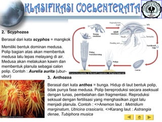 2. Scyphozoa
Berasal dari kata scyphos = mangkok
Memiliki bentuk dominan medusa.
Polip bagian atas akan membentuk
medusa lalu lepas melayang di air.
Medusa akan melakukan kawin dan
membentuk planula sebagai calon
polip. Contoh : Aurelia aurita (ubur-
ubur) 3. Anthozoa
Berasal dari kata anthos = bunga. Hidup di laut bentuk polip,
tidak punya fase medusa. Polip bereproduksi secara aseksual
dengan tunas, pembelahan dan fragmentasi. Reproduksi
seksual dengan fertilisasi yang menghasilkan zigot lalu
menjadi planula. Contoh : <>Anemon laut : Metridium
marginatum, Utricina crasicaris. <>Karang laut : Astrangia
denae, Tubiphora musica
 