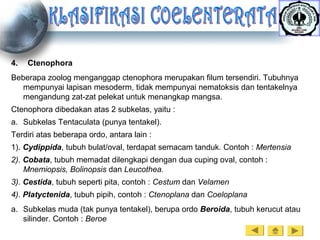 4. Ctenophora
Beberapa zoolog menganggap ctenophora merupakan filum tersendiri. Tubuhnya
mempunyai lapisan mesoderm, tidak mempunyai nematoksis dan tentakelnya
mengandung zat-zat pelekat untuk menangkap mangsa.
Ctenophora dibedakan atas 2 subkelas, yaitu :
a. Subkelas Tentaculata (punya tentakel).
Terdiri atas beberapa ordo, antara lain :
1). Cydippida, tubuh bulat/oval, terdapat semacam tanduk. Contoh : Mertensia
2). Cobata, tubuh memadat dilengkapi dengan dua cuping oval, contoh :
Mnemiopsis, Bolinopsis dan Leucothea.
3). Cestida, tubuh seperti pita, contoh : Cestum dan Velamen
4). Platyctenida, tubuh pipih, contoh : Ctenoplana dan Coeloplana
a. Subkelas muda (tak punya tentakel), berupa ordo Beroida, tubuh kerucut atau
silinder. Contoh : Beroe
 