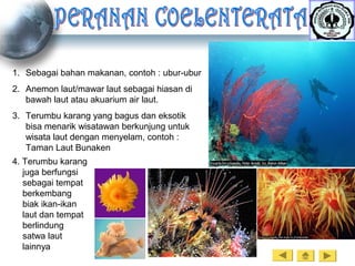 1. Sebagai bahan makanan, contoh : ubur-ubur
2. Anemon laut/mawar laut sebagai hiasan di
bawah laut atau akuarium air laut.
3. Terumbu karang yang bagus dan eksotik
bisa menarik wisatawan berkunjung untuk
wisata laut dengan menyelam, contoh :
Taman Laut Bunaken
4. Terumbu karang
juga berfungsi
sebagai tempat
berkembang
biak ikan-ikan
laut dan tempat
berlindung
satwa laut
lainnya
 