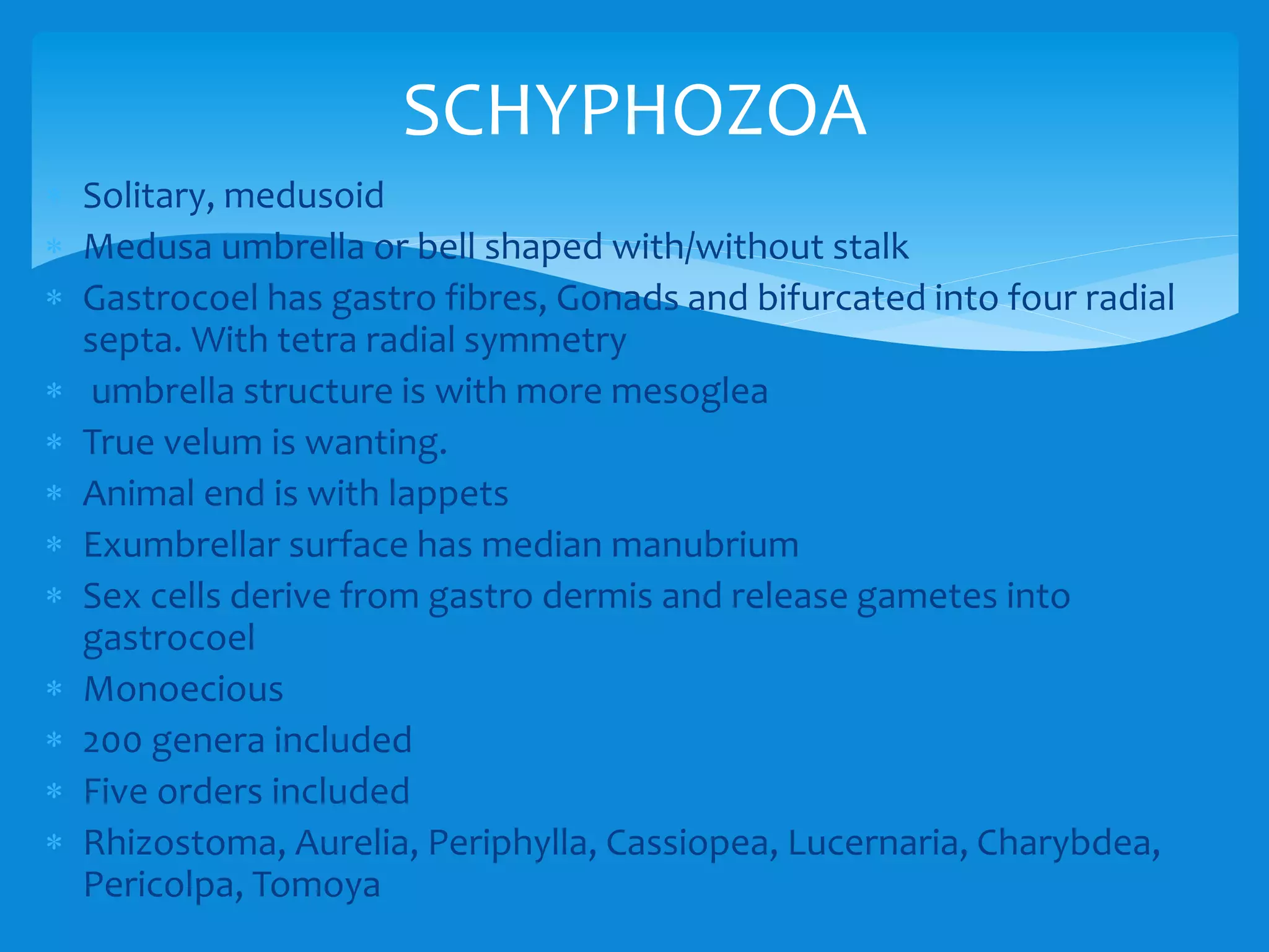  Solitary, medusoid
 Medusa umbrella or bell shaped with/without stalk
 Gastrocoel has gastro fibres, Gonads and bifurcated into four radial
septa. With tetra radial symmetry
 umbrella structure is with more mesoglea
 True velum is wanting.
 Animal end is with lappets
 Exumbrellar surface has median manubrium
 Sex cells derive from gastro dermis and release gametes into
gastrocoel
 Monoecious
 200 genera included
 Five orders included
 Rhizostoma, Aurelia, Periphylla, Cassiopea, Lucernaria, Charybdea,
Pericolpa, Tomoya
SCHYPHOZOA
 