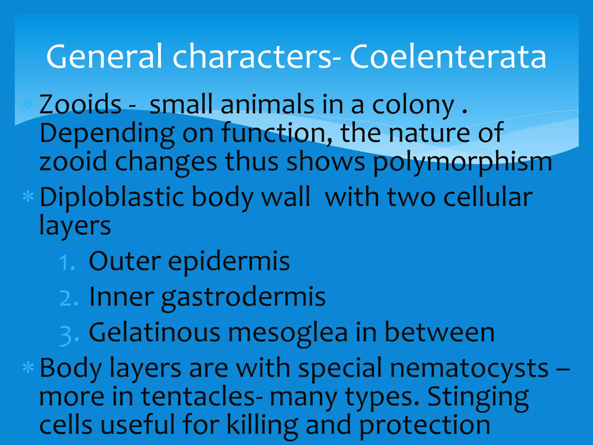 Zooids - small animals in a colony .
Depending on function, the nature of
zooid changes thus shows polymorphism
Diploblastic body wall with two cellular
layers
1. Outer epidermis
2. Inner gastrodermis
3. Gelatinous mesoglea in between
Body layers are with special nematocysts –
more in tentacles- many types. Stinging
cells useful for killing and protection
General characters- Coelenterata
 
