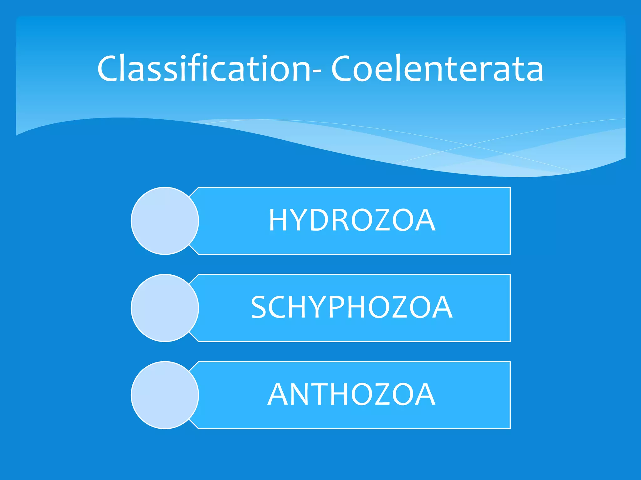HYDROZOA
SCHYPHOZOA
ANTHOZOA
Classification- Coelenterata
 