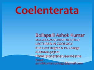 Coelenterata
Bollapalli Ashok Kumar
M.Sc.,B.Ed.,M.A(Lit)CSIR-NET,(Ph.D)
LECTURER IN ZOOLOGY
KRK Govt Degree & PG College
ADDANKI-523201
Phone:9652929696,9441635264
Email:
ashokkumarzoology@gmail.com
 