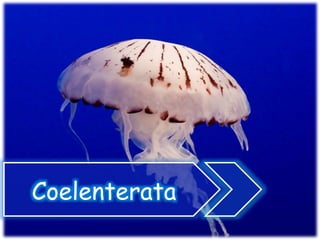 Coelenterata 
 