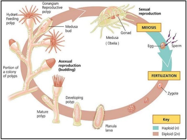 Coelenterata Kelas 10 Biology