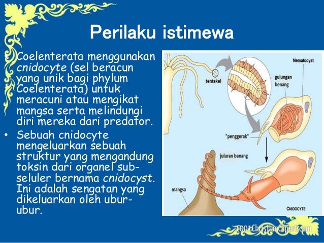  Coelenterata  Kelas  10 BIOLOGY