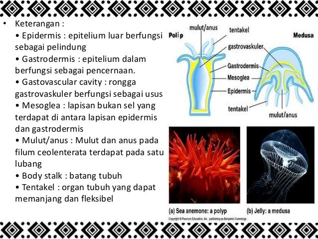  Coelenterata  Kelas  10 BIOLOGY