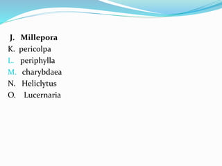 J. Millepora
K. pericolpa
L. periphylla
M. charybdaea
N. Heliclytus
O. Lucernaria
 