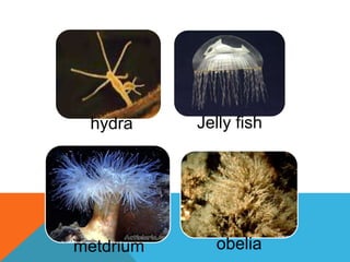 hydra Jelly fish
metdrium obelia
 