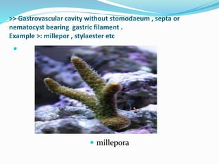 >> Gastrovascular cavity without stomodaeum , septa or
nematocyst bearing gastric filament .
Example >: millepor , stylaester etc

 millepora
 
