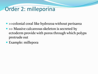 Order 2: milleporina
 >>colonial coral like hydrozoa without perisarea
 >> Massive calcareous skeleton is secreted by
ectoderm provide with poros through which polyps
protrude out
 Example: millepora
 