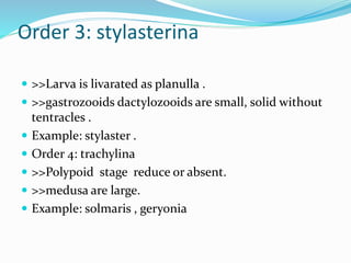 Order 3: stylasterina
 >>Larva is livarated as planulla .
 >>gastrozooids dactylozooids are small, solid without
tentracles .
 Example: stylaster .
 Order 4: trachylina
 >>Polypoid stage reduce or absent.
 >>medusa are large.
 Example: solmaris , geryonia
 
