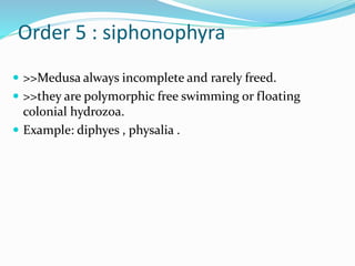 Order 5 : siphonophyra
 >>Medusa always incomplete and rarely freed.
 >>they are polymorphic free swimming or floating
colonial hydrozoa.
 Example: diphyes , physalia .
 